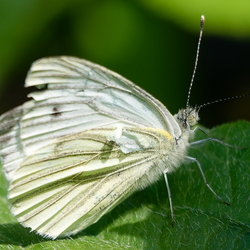 Natur