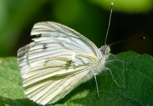 Natur